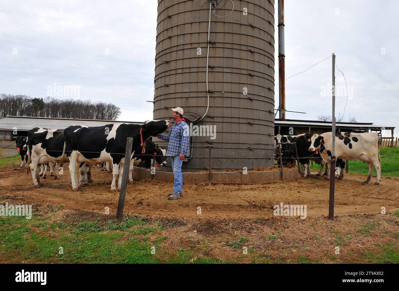 Ein Maisbauer pflegt seinen lebenden Bestand in der Nähe eines Getreidesilos auf seiner Farm in Bloomsburg, PA. Stockfoto