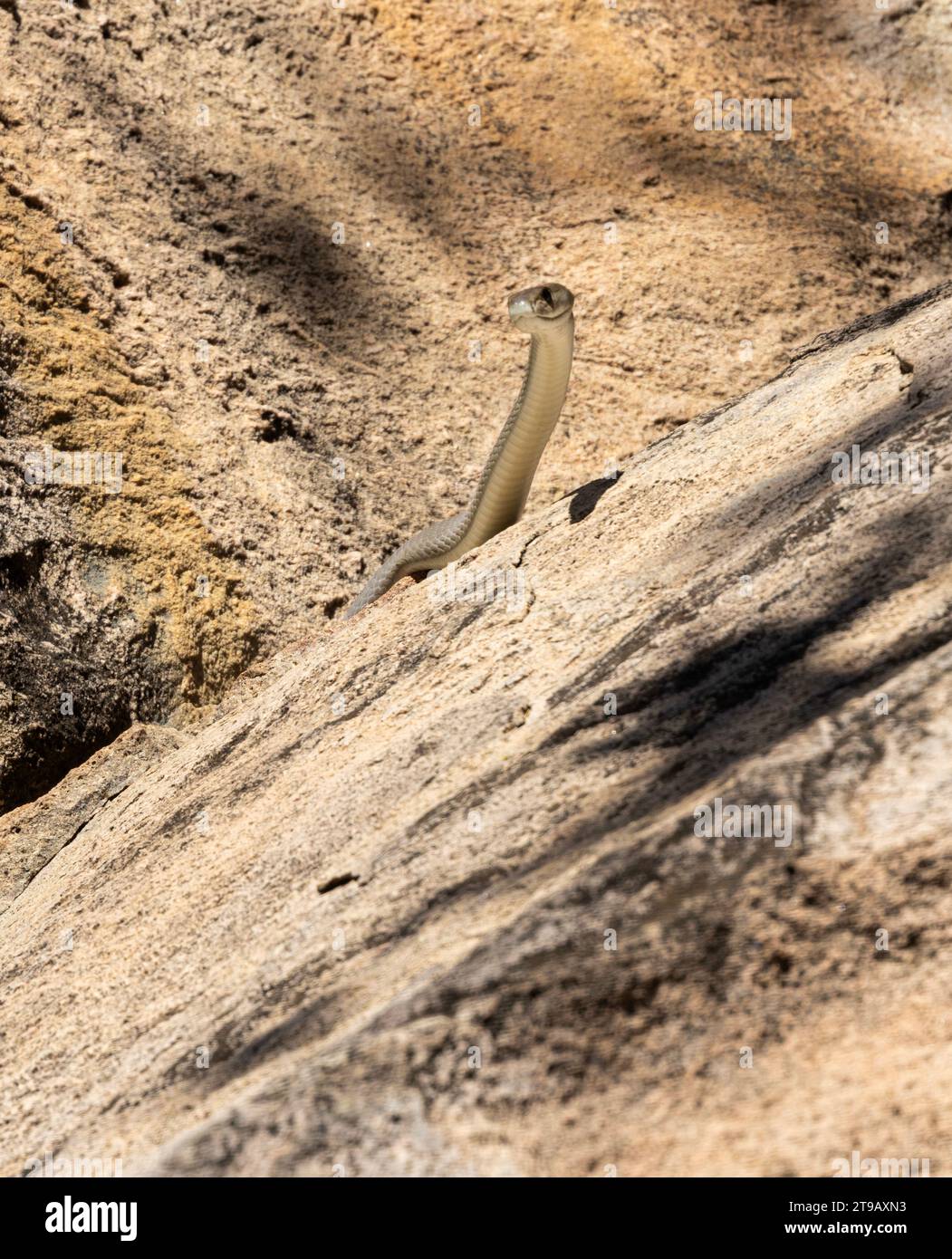 Eine große Schwarze Mamba sucht aktiv um einen Granitkoppie, der Heimat eines Clan von Bush Hyrax ist. Schnell und tödlich sind sie effektive Raubtiere. Stockfoto