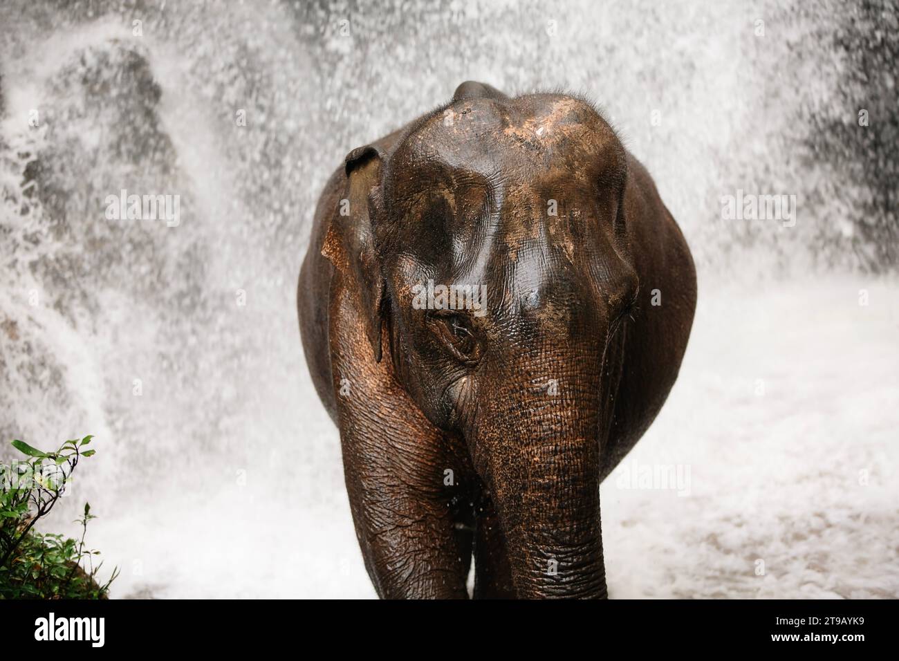 Asiatischer Elefant genießt eine Erfrischung des Wasserfalls im tropischen Regenwald in der Nähe von Chiang Mai in Thailand. Stockfoto