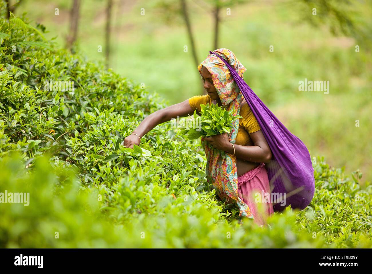 Teeplantage in Bangladesch Stockfoto