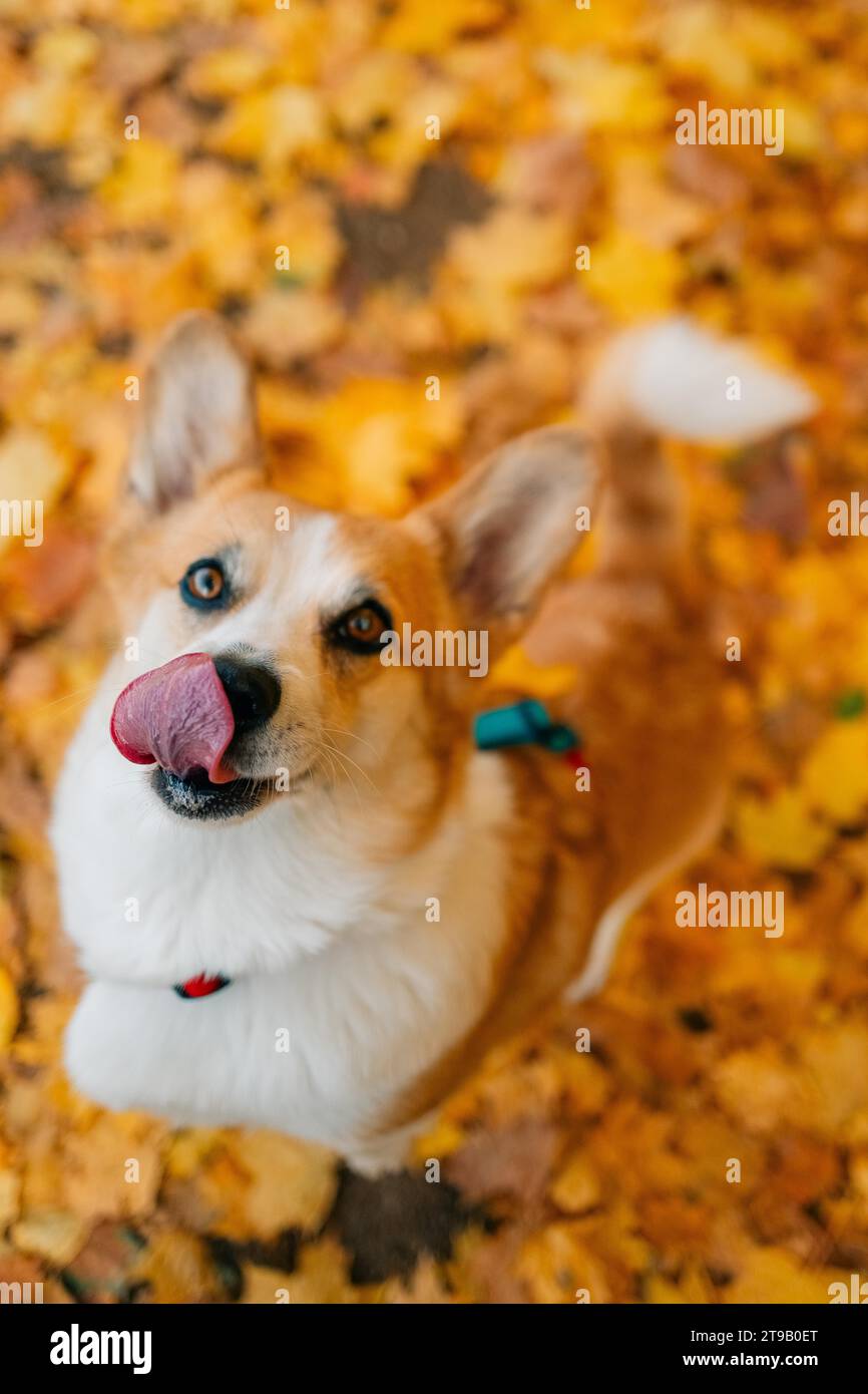 Corgi-Hund sitzt auf einem Teppich aus herbstlichen Ahorngelben Blättern Stockfoto