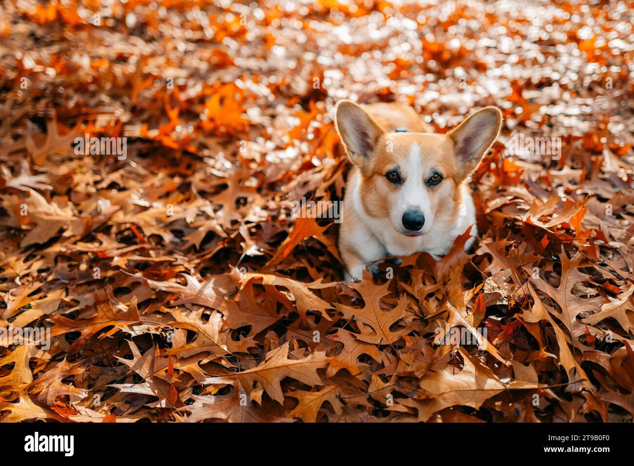 Corgi-Hund sitzt auf einem Teppich aus herbstgelben Blättern Stockfoto