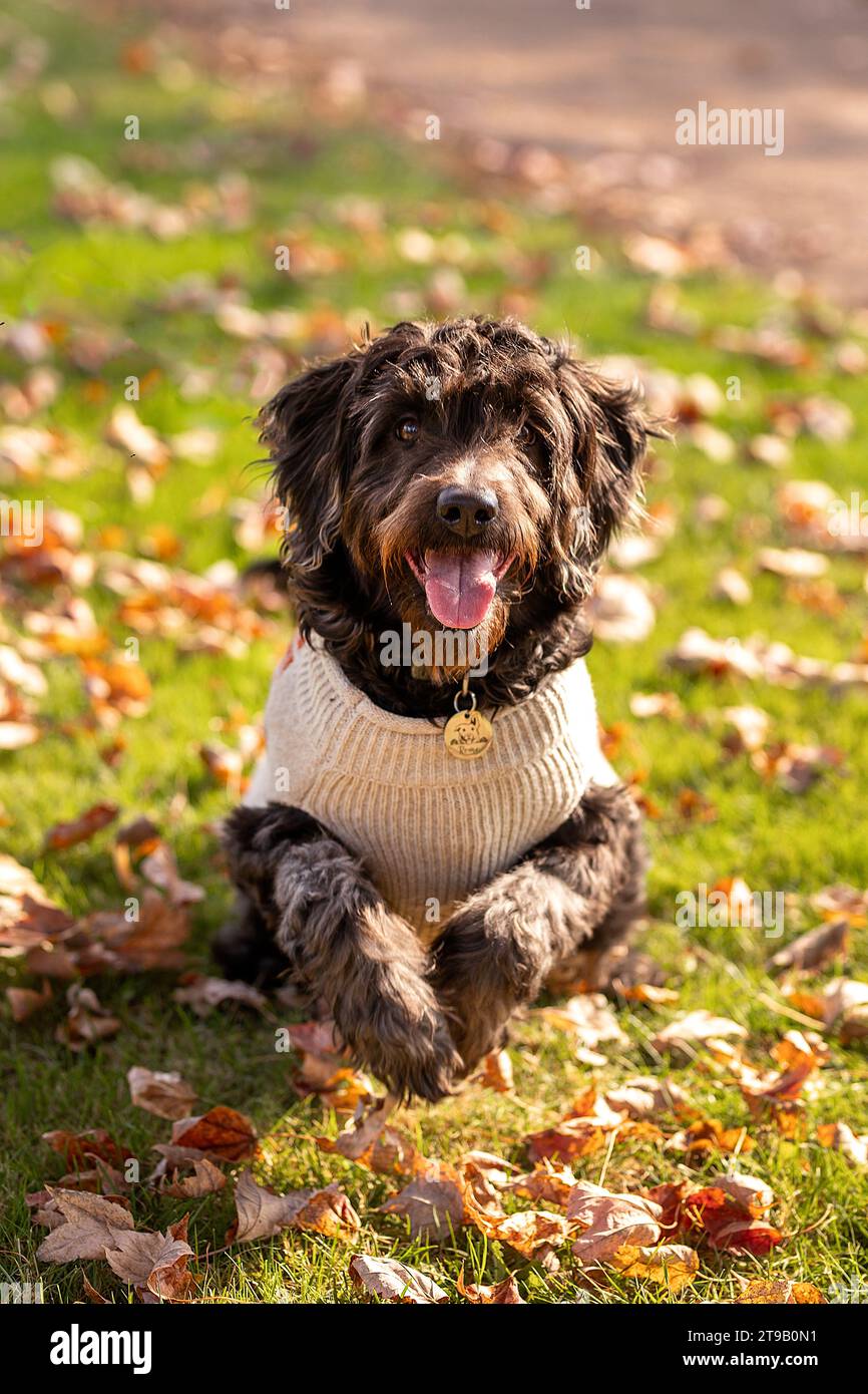 Schwarzes Labradoodle in einem Pullover, der durch die Blätter läuft Stockfoto