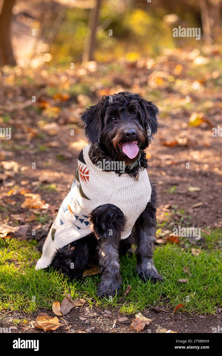 Schwarzes Labradoodle sitzt in einem Pullover mit Herbsthintergrund Stockfoto