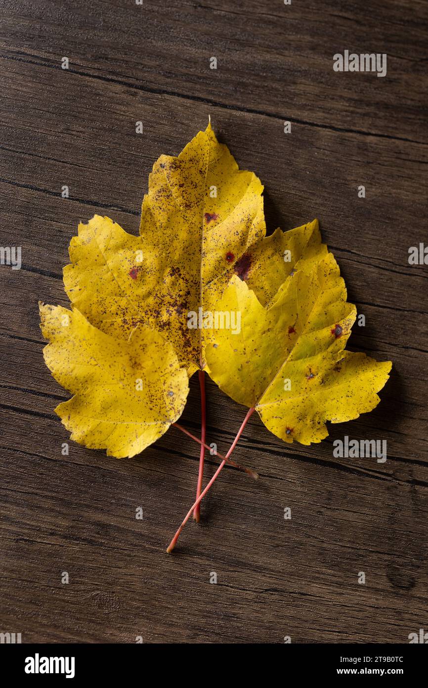 Drei gelbe Blätter vor einem Holzhintergrund Stockfoto