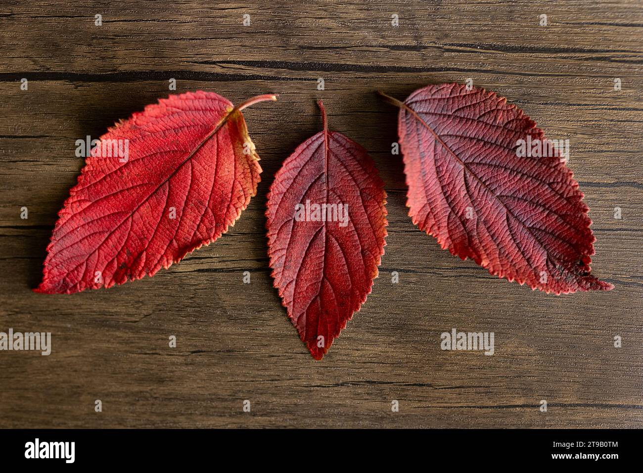 Drei rote Blätter gegen Holz in natürlichem Licht Stockfoto