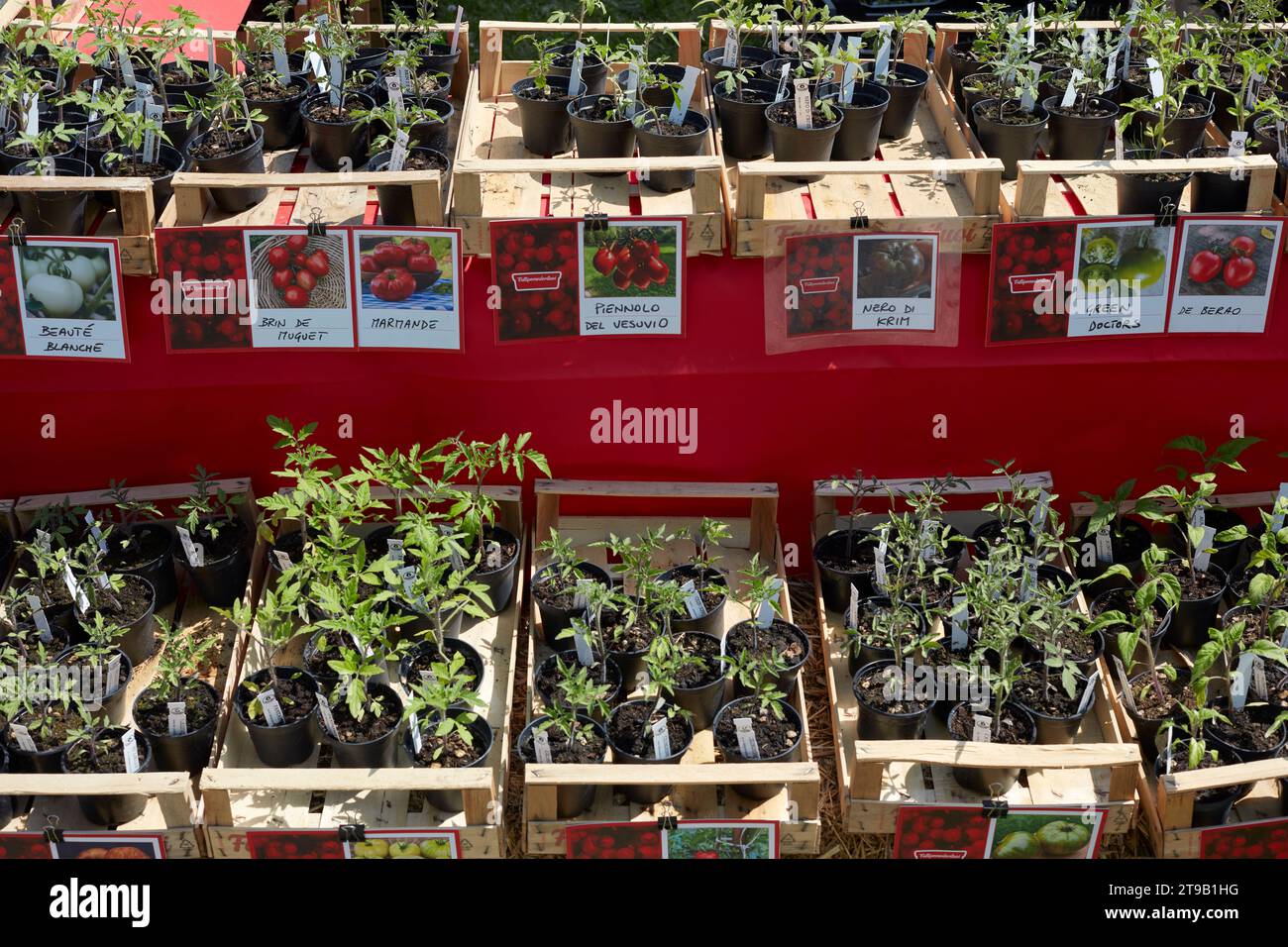 CARAVINO, ITALIEN - 28. APRIL 2023: Verschiedene Tomatenpflanzen in Holzkisten im Frühjahr während der Messe Tre Giorni per il Giardino im Schloss Masino bei Turin, Stockfoto