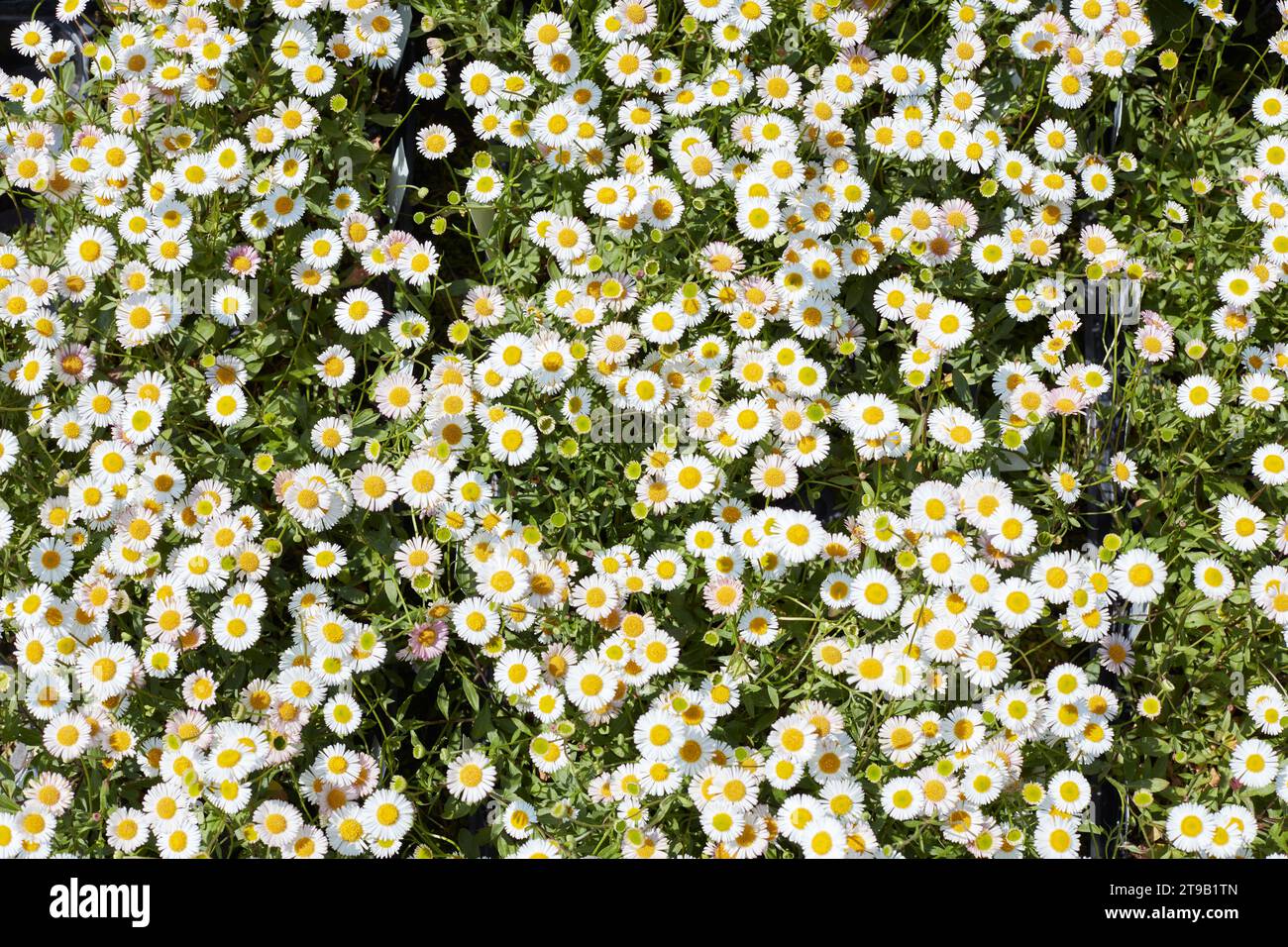 Daisy, Bellis perennis, Pflanzen und Blumen Textur Hintergrund im Frühling, Sonnenlicht Stockfoto