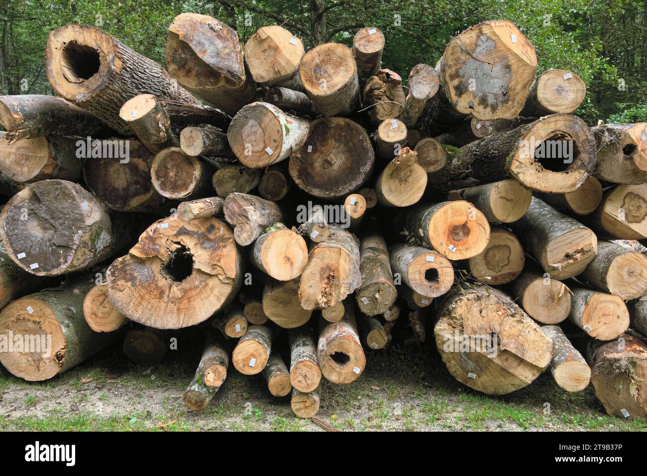 Haufen von Holzstämmen mit Etikett-Barcode in Serbien Stockfoto