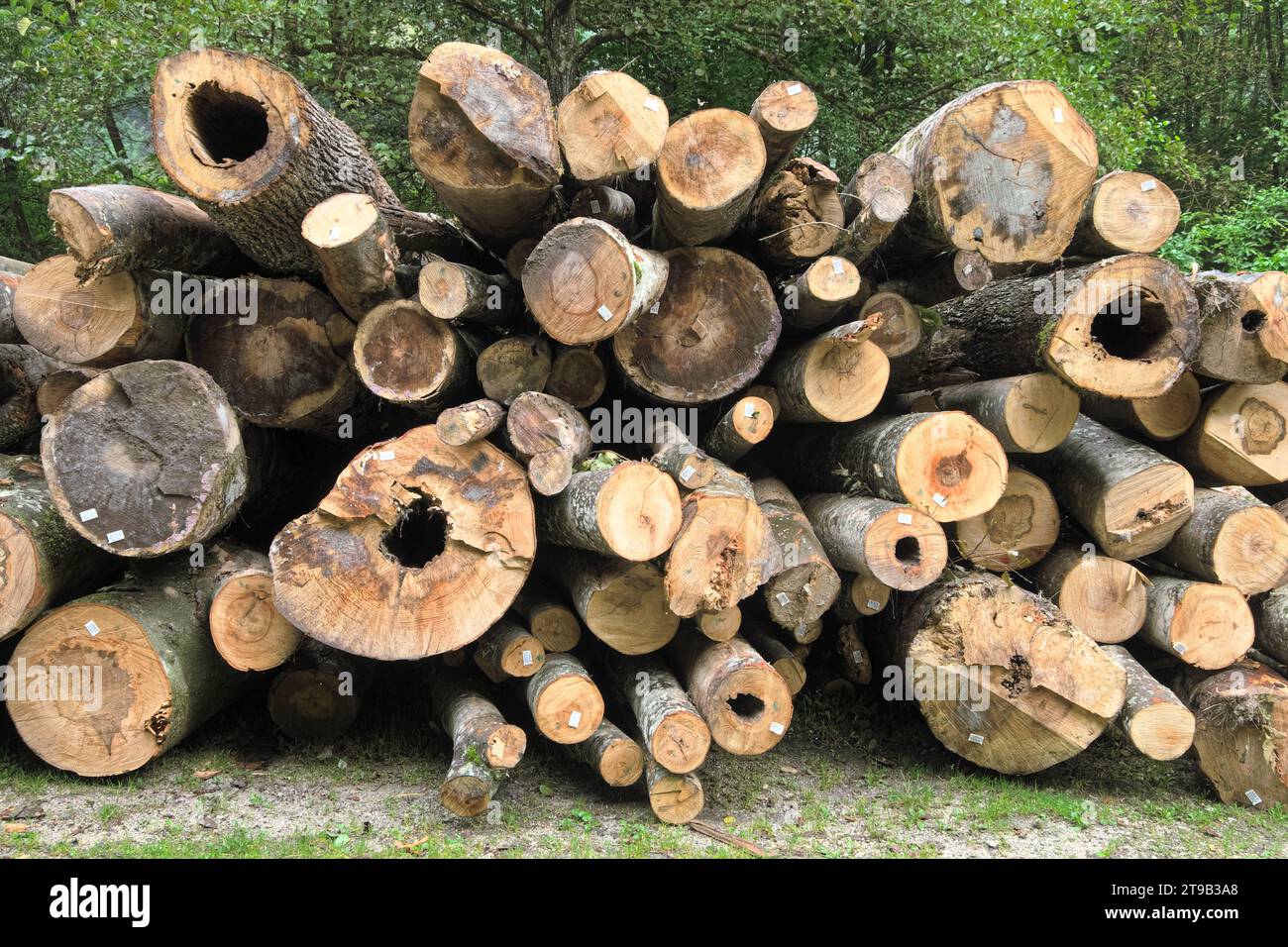 Haufen von Holzstämmen mit Etikett-Barcode in Serbien Stockfoto