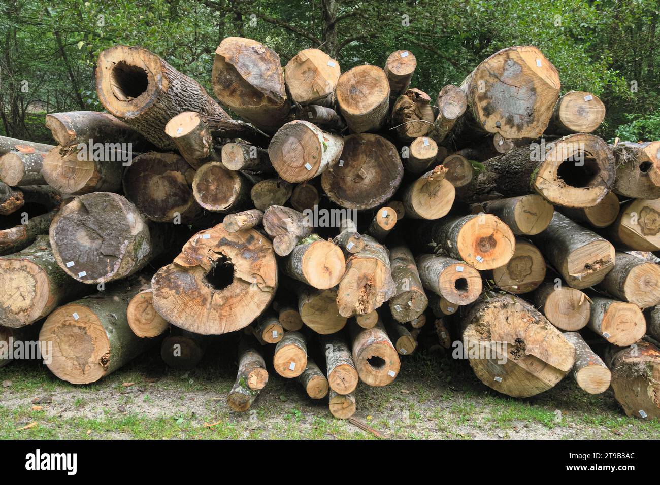 Haufen von Holzstämmen mit Etikett-Barcode in Serbien Stockfoto