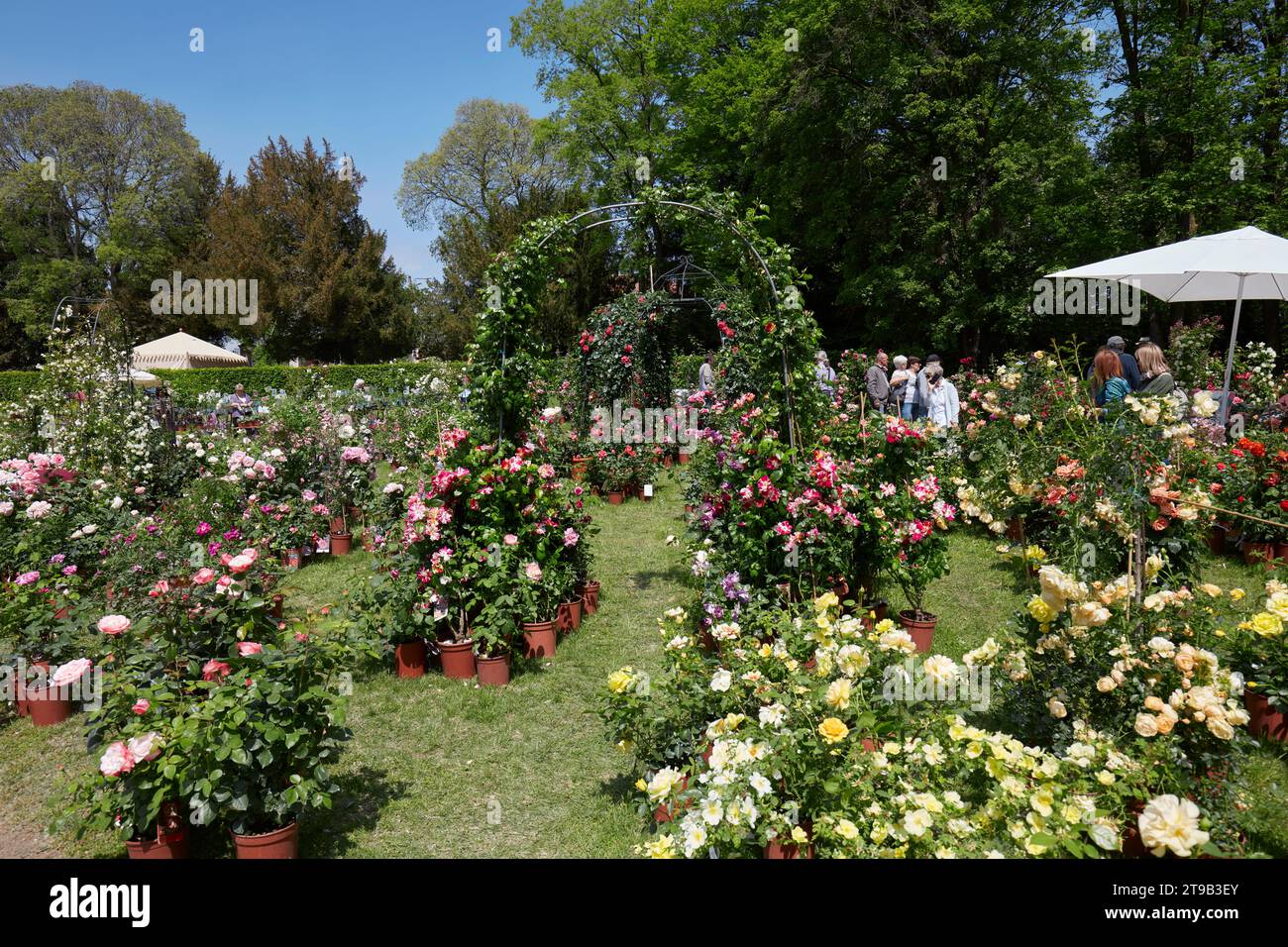 CARAVINO, ITALIEN - 28. APRIL 2023: Rosen Pflanzen im Frühjahr während der Messe Tre Giorni per il Giardino auf der Burg Masino in der Nähe von Turin. Stockfoto