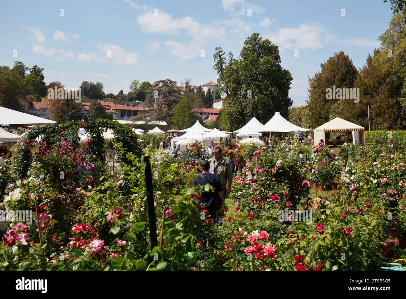 CARAVINO, ITALIEN - 28. APRIL 2023: Rosen Pflanzen im Frühjahr während der Messe Tre Giorni per il Giardino auf der Burg Masino in der Nähe von Turin. Stockfoto