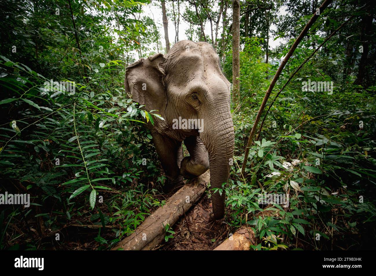 Asiatischer Elefant, der durch den tropischen Regenwald in der Nähe von Chiang Mai in Thailand spaziert. Stockfoto