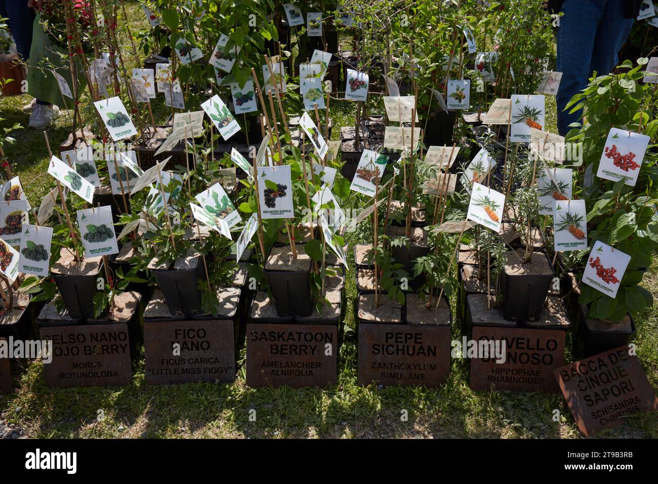 CARAVINO, ITALIEN - 28. APRIL 2023: Maulbeere, Feigen, Pfefferpflanzen im Frühjahr auf der Messe Tre Giorni per il Giardino im Schloss Masino in der Nähe von Turin, I. Stockfoto