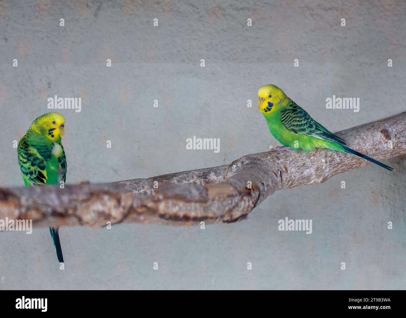 Erleben Sie den Charme eines Gelben Budgie (Melopsittacus undulatus), der sich im Freien sonnt. Dieser fröhliche Sittich aus Australien bringt Sonnenschein mit sich Stockfoto