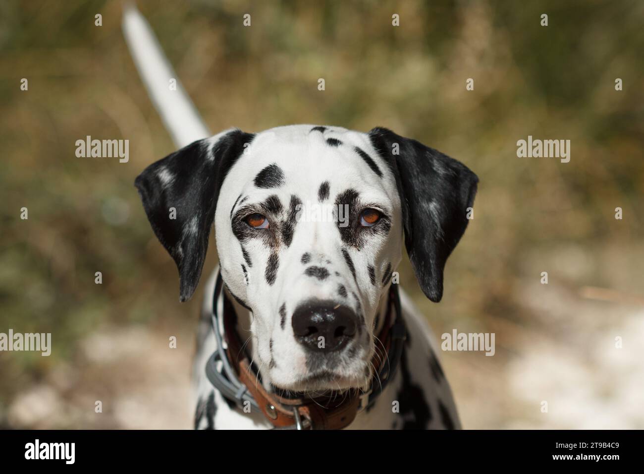 Frontporträt der jungen Dalmatinerin in Alcoi, Spanien Stockfoto
