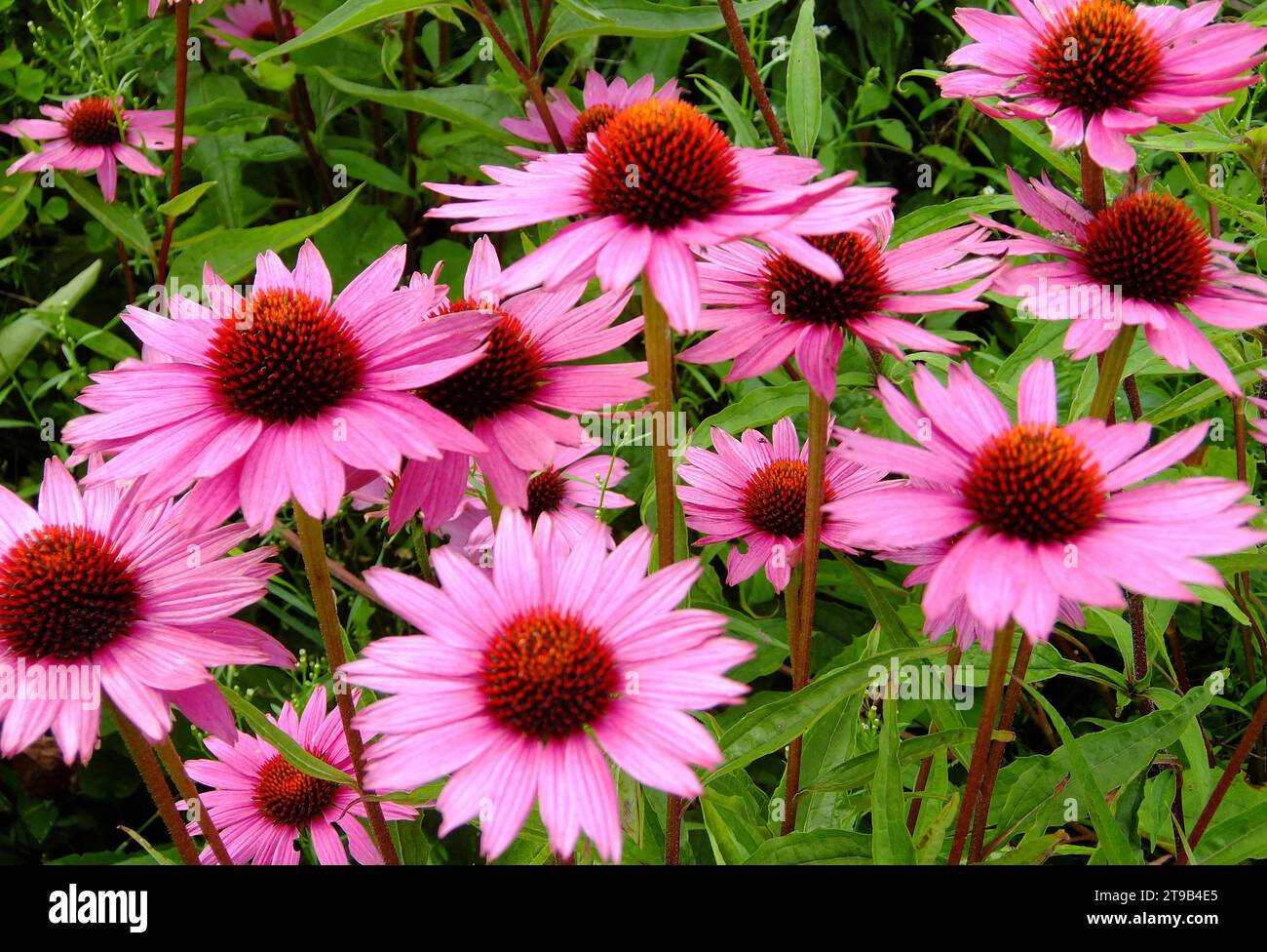 Schöne lila Blütenpflanzen. Andere Bezeichnungen dieser Pflanze : Echinacea purpurea, östlicher violetter Coneflower, Igelconeflower oder Echinacea Stockfoto