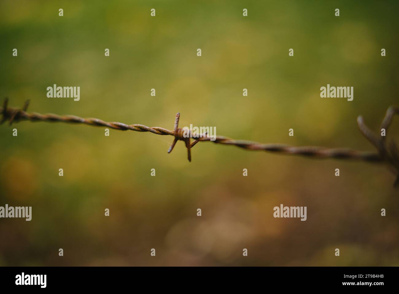 Stacheldraht Nahaufnahme Detailaufnahme. Geringe Schärfentiefe, Bokeh-Hintergrund, keine Leute. Stockfoto