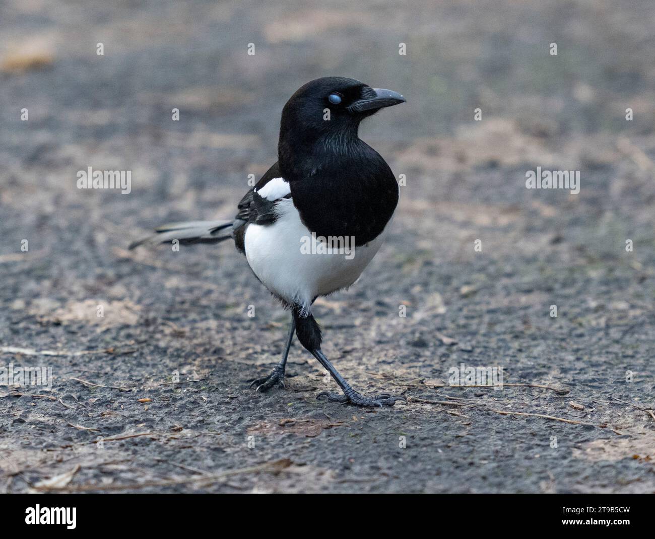 Magpie 22/11/2023 Eine Elster streut IT’s Stuff im Lochend Park in Edinburgh, Midlothian, UK Credit: Ian Jacobs Stockfoto