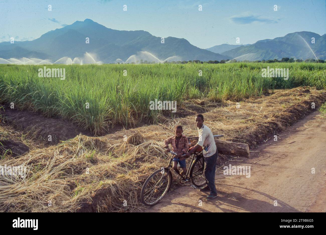 Tansania, Kilombero - Vater und Sohn fahren an einer Zuckerrohrplantage vorbei, wo die Bewässerung stattfindet. Stockfoto