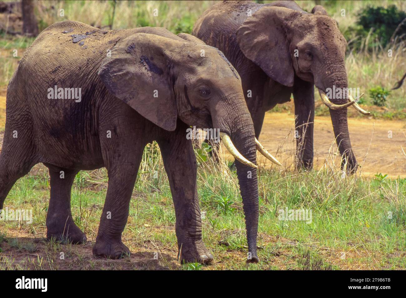 Tansania, Elefanten im Bezirk Kilombero. Stockfoto