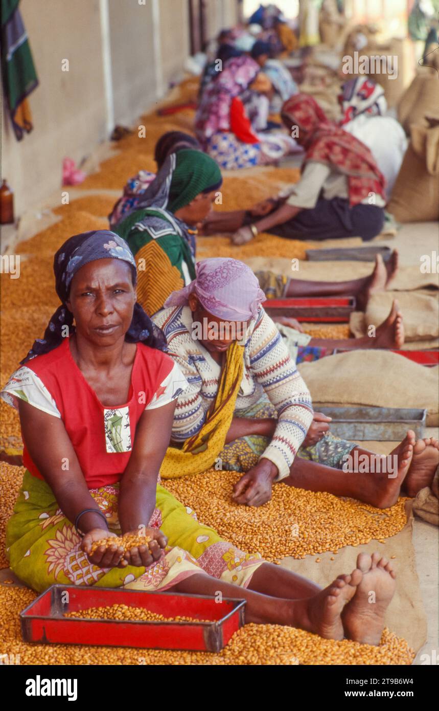 Tansania, Region Kilimandscharo - Frauen sortieren Bohnen in einer großen landwirtschaftlichen Zuchtstation für die Saatgutproduktion. Stockfoto