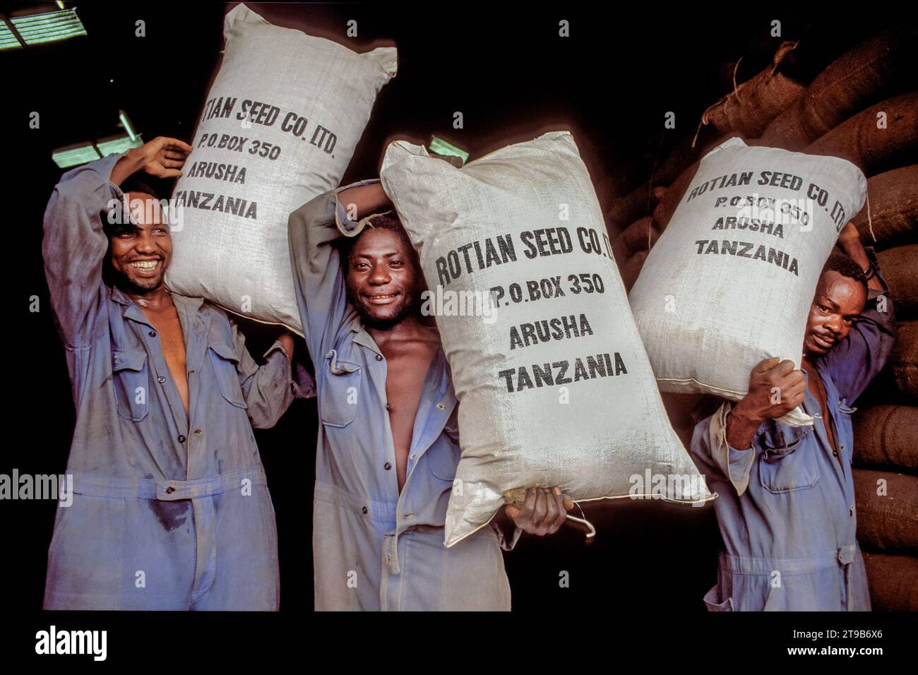 Tansania, Arusha; Arbeiter tragen Säcke mit Saatgut für den Export. Säcke werden im Depot einer landwirtschaftlichen Zuchtstation für die Saatgutproduktion gelagert. Stockfoto