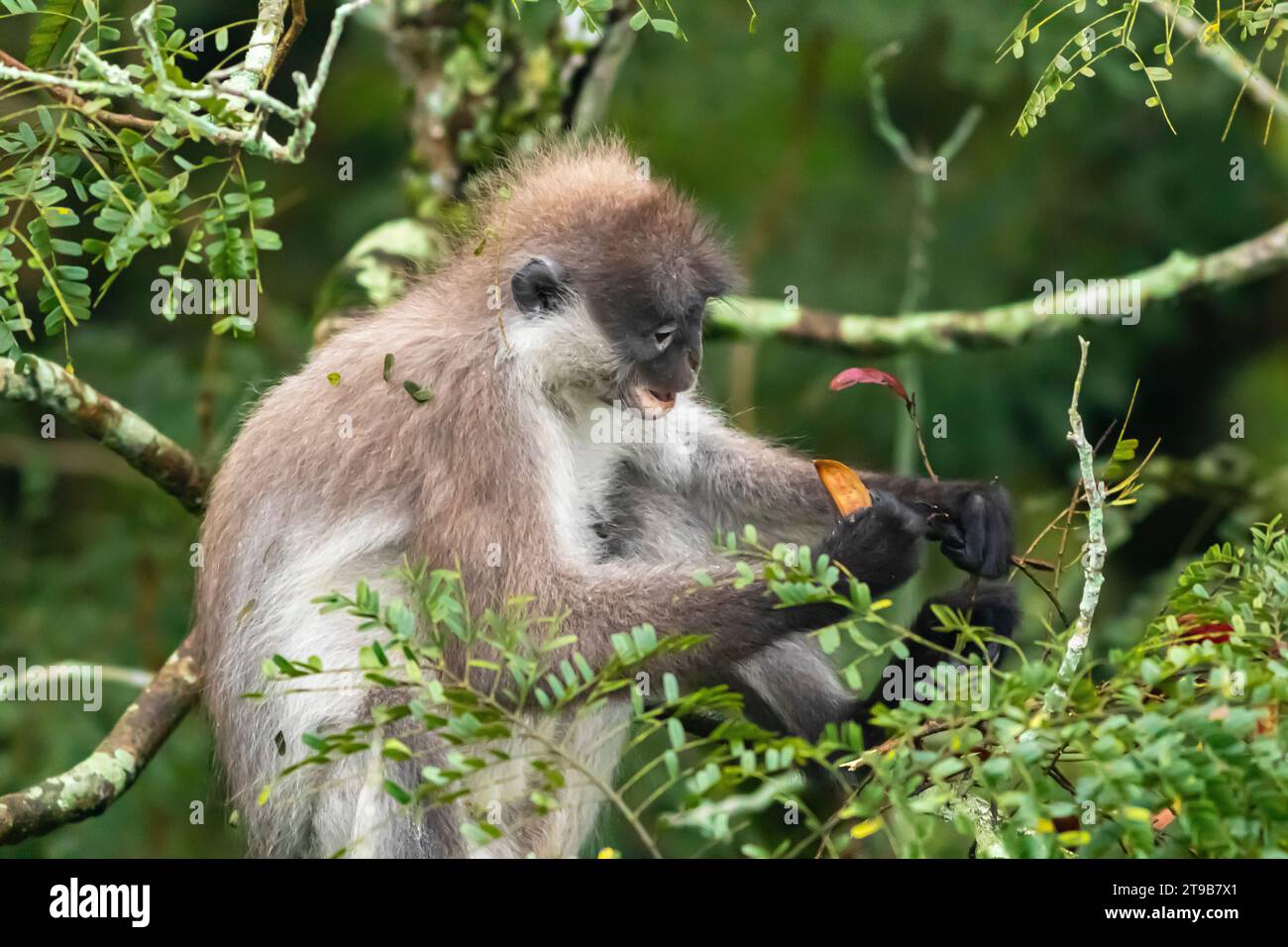 Ein einsamer Dusky-Blatt-Affe (Trachypithecus obscurus), der auch als Brillenglätter bekannt ist, isst die Samenkapsel vor dem gelben Flammenbaum in Malaysia. Stockfoto