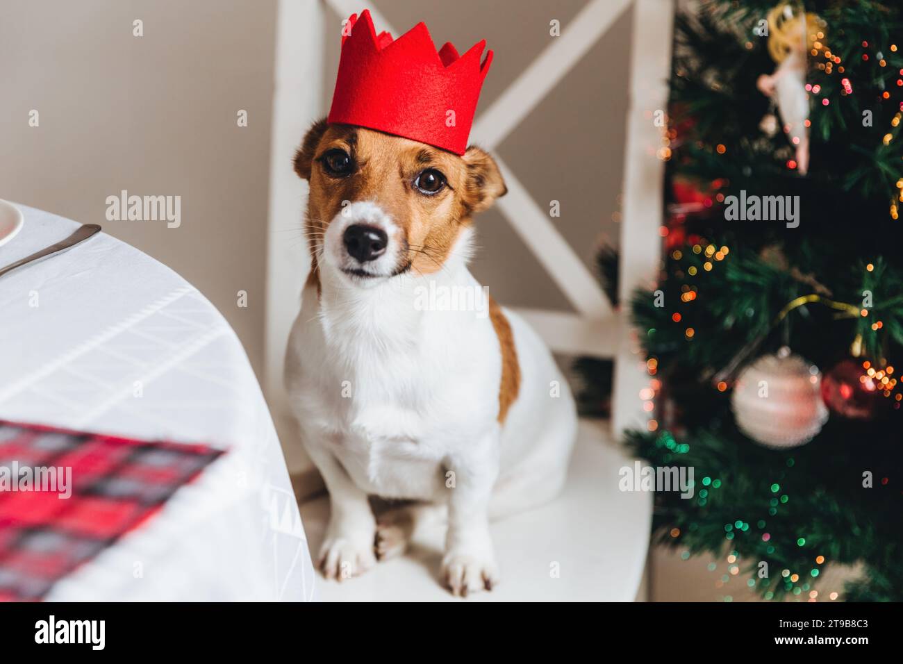 Ein entzückender Hund mit roter Partykrone sieht an, mit einem festlichen Weihnachtsbaum, der mit Lichtern im Hintergrund geschmückt ist Stockfoto