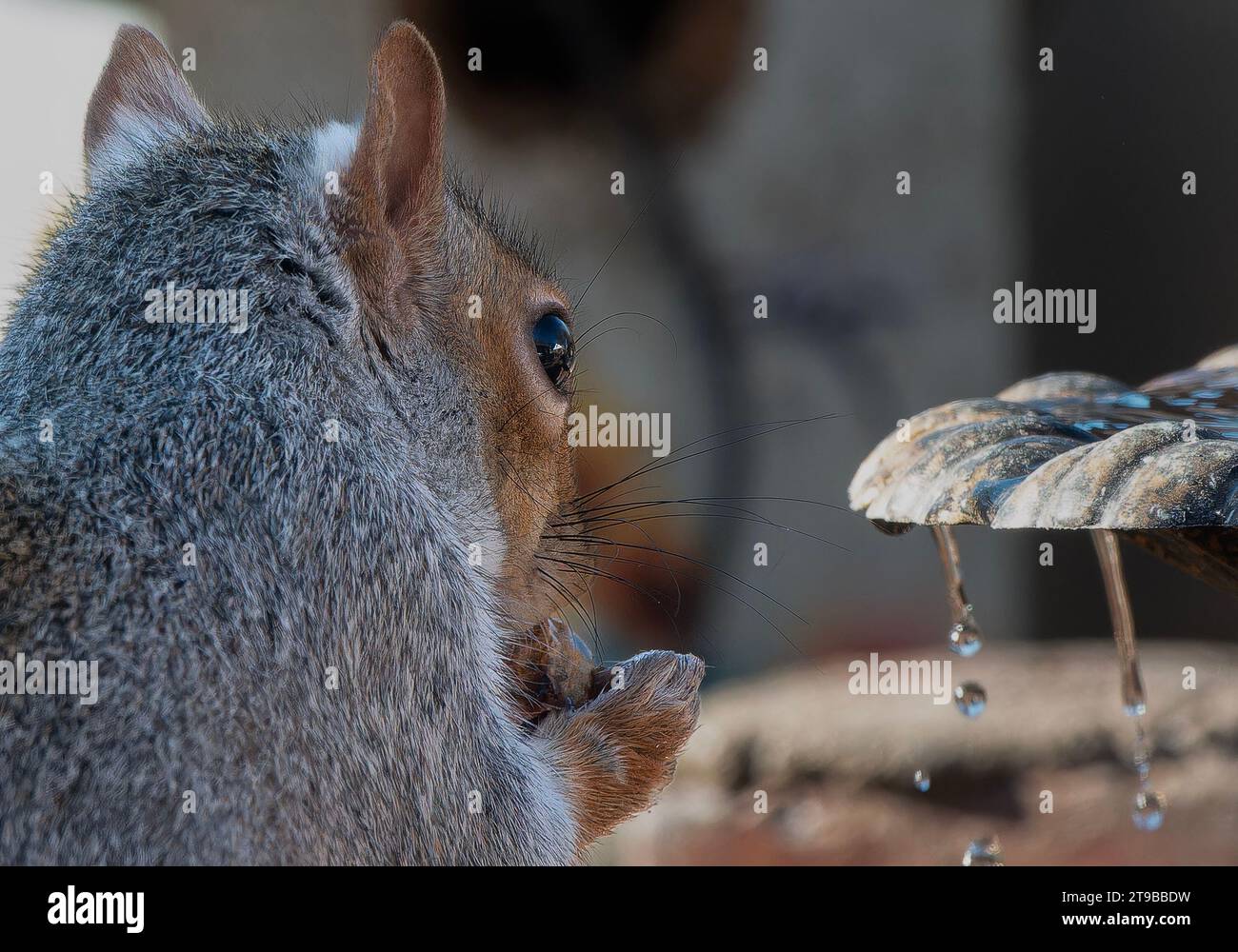 Ein graues Eichhörnchen kommt an Deck an Stockfoto