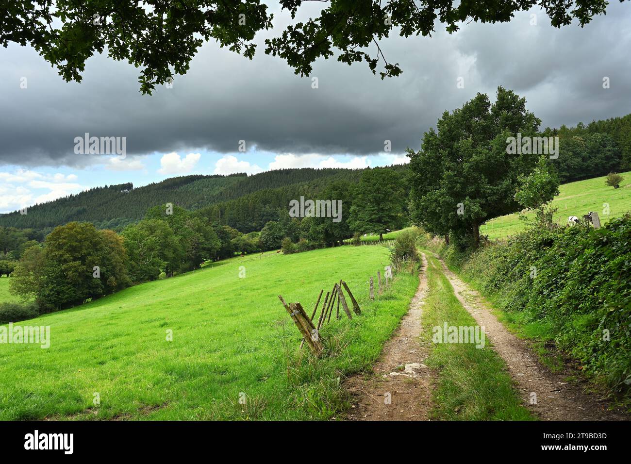 Ardenner Wiesenlandschaft Stockfoto