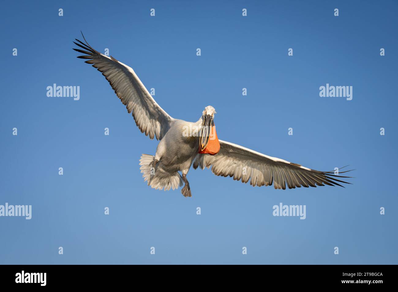 Pelikan fliegt und Flügel in klarem Himmel ausbreiten Stockfoto