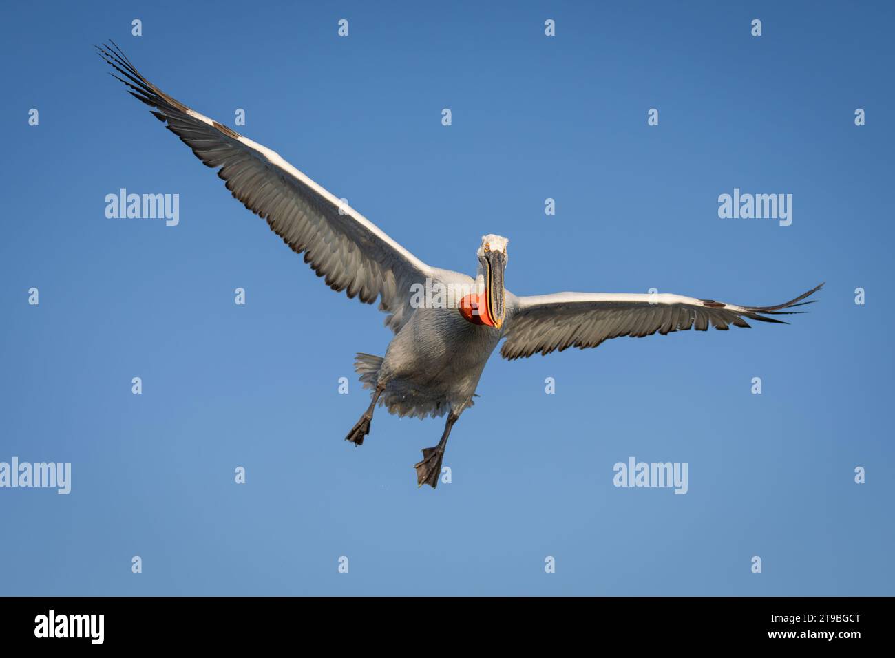 Pelikan fliegt, die Flügel in blauem Himmel ausbreiten Stockfoto