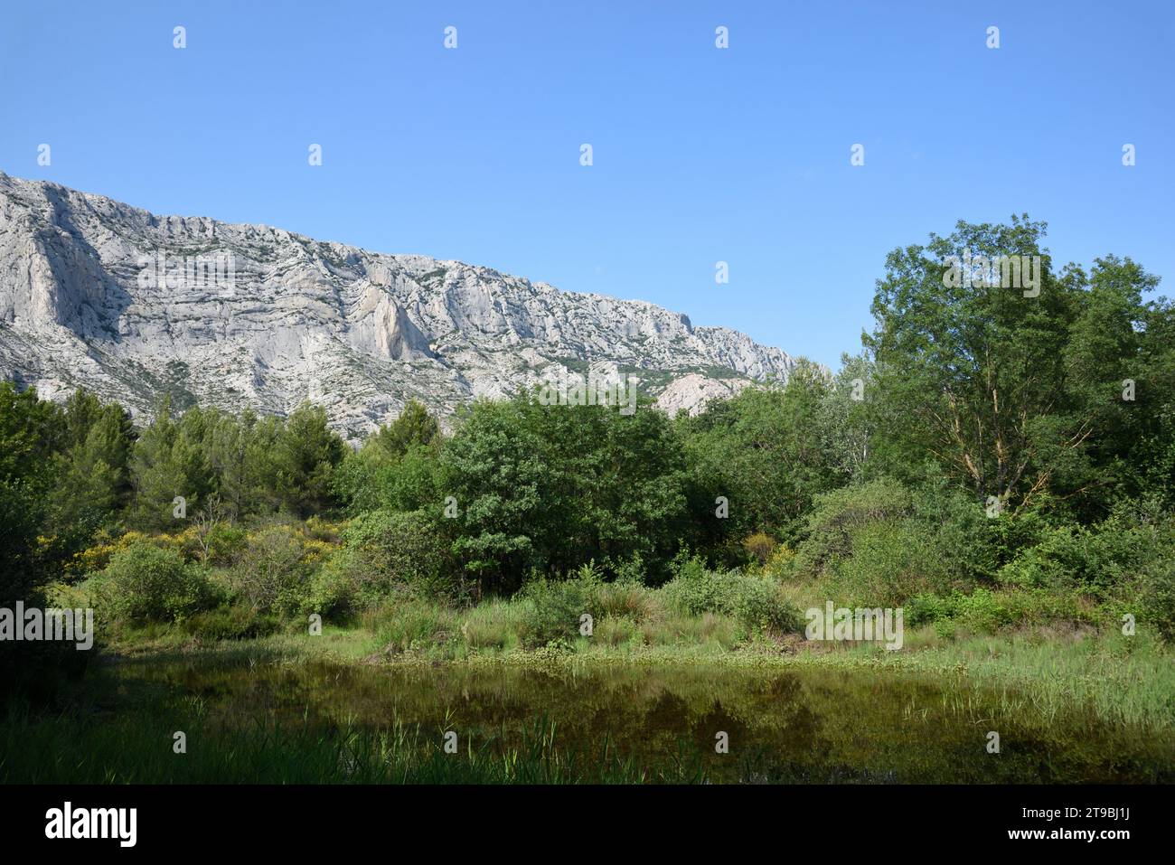 Teich, Naturpool, Etang oder kleiner See und Schilfbetten vor dem Berg Montagne Sainte Victoire oder Naturschutzgebiet in der Nähe von Aix-en-Provence Frankreich Stockfoto