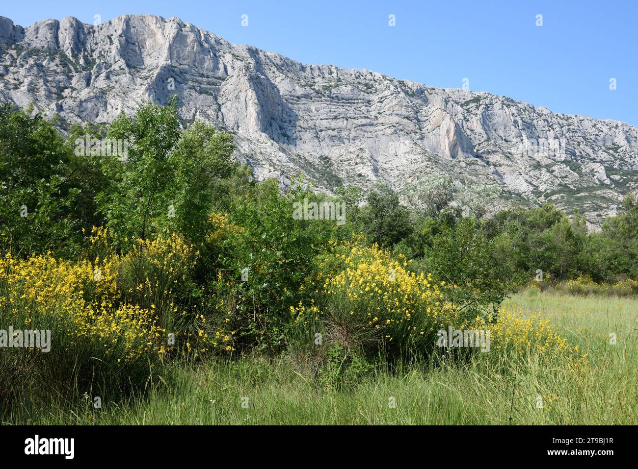 Blühender spanischer Besen, Sparticum junceum, vor dem Berg Montagne Sainte Victoire oder Naturschutzgebiet in der Nähe von Aix-en-Provence Frankreich Stockfoto