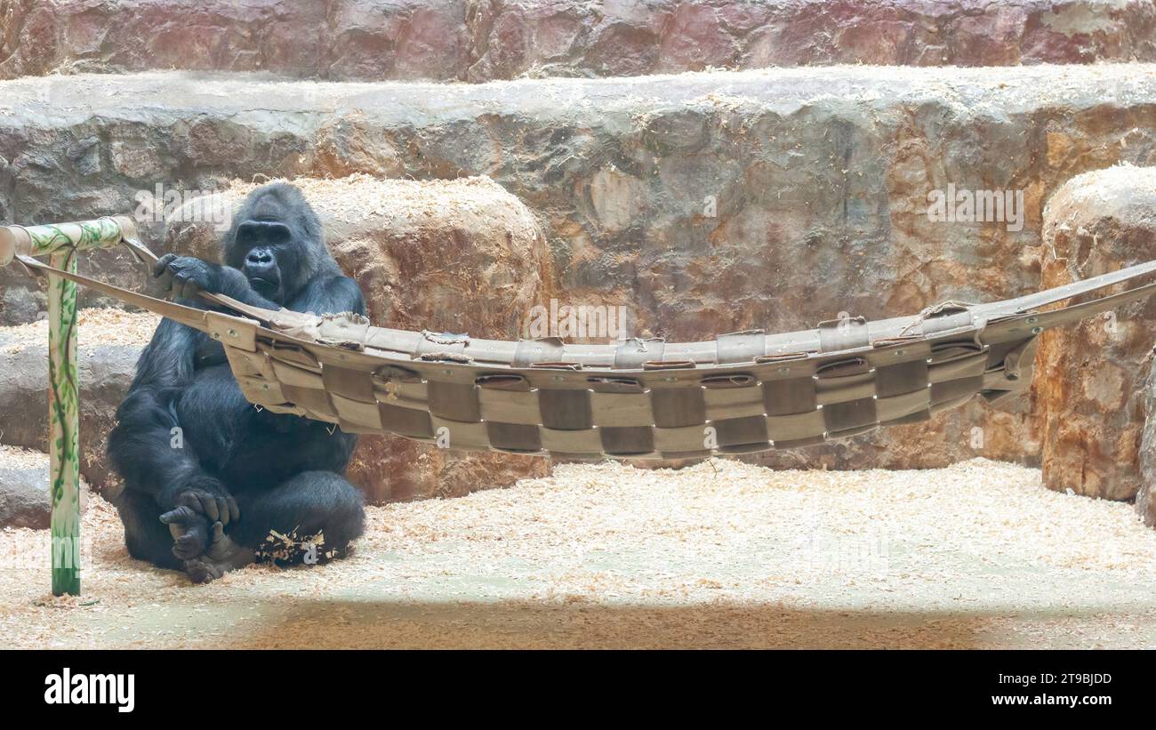 Schwarzer großer Gorilla, Affenprimat, sitzt an der Hängematte. Mockup des Kopfzeilenbanners mit Kopierraum. Stockfoto