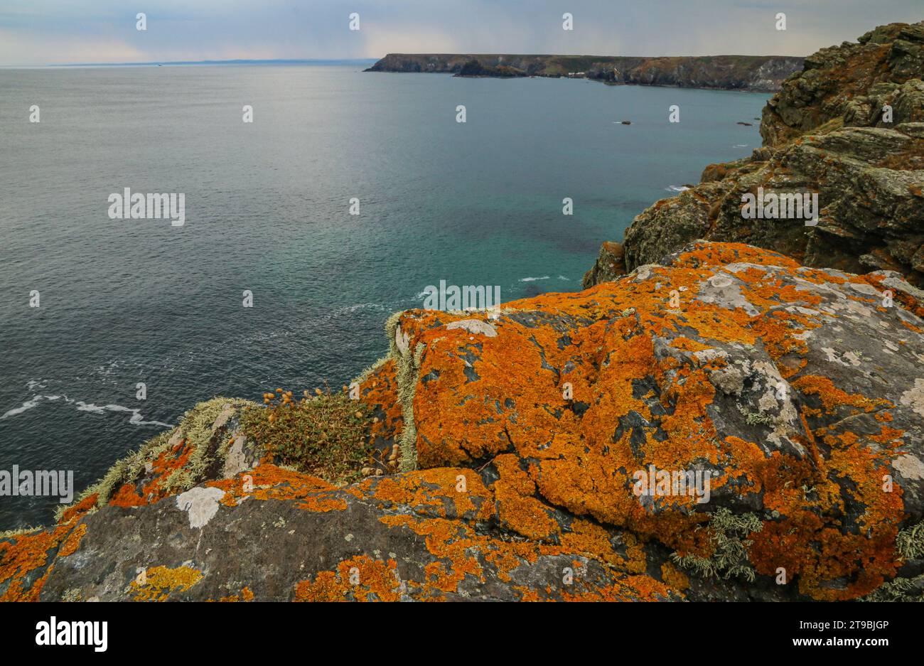 Orangefarbene Flechte auf den Felsen von Lizard Point, Cornwall, England Stockfoto