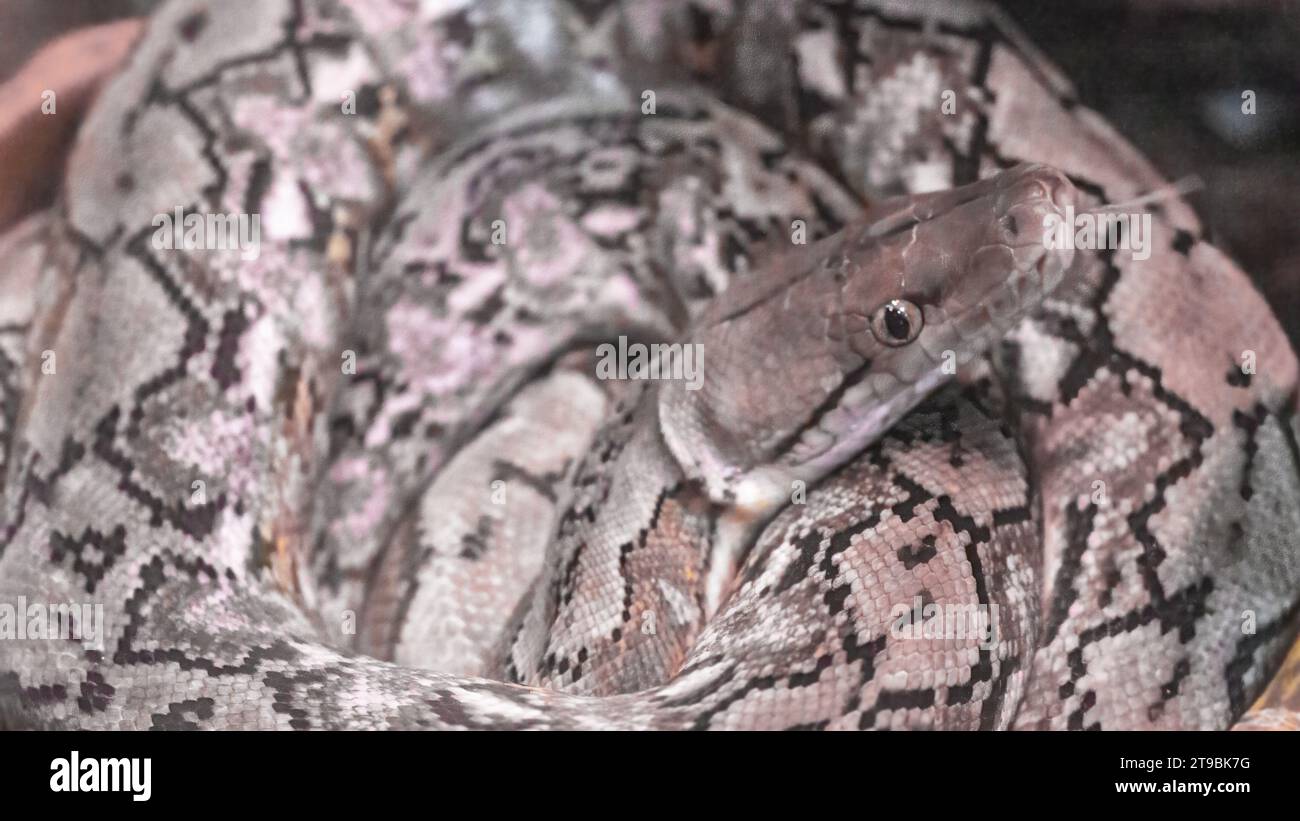 Netzpython, Python reticulatus, nicht-giftige Schlange liegt in einem Ring, der in Asien beheimatet ist. Stockfoto