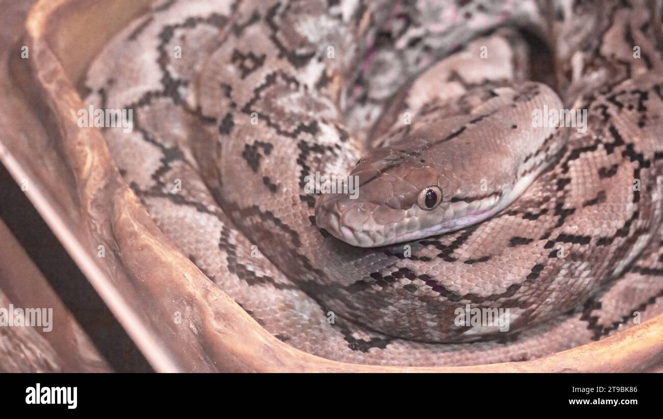 Netzpython, Python reticulatus, nicht-giftige Schlange liegt in einem Ring, der in Asien beheimatet ist. Stockfoto