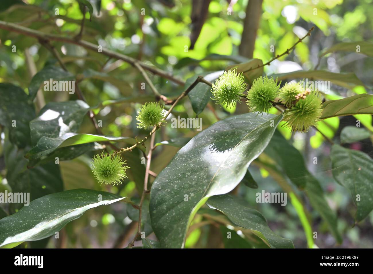 Unreife Rambutanfrüchte wachsen auf einem Rambutanbaum (Nephelium lappaceum) im Hausgarten Stockfoto