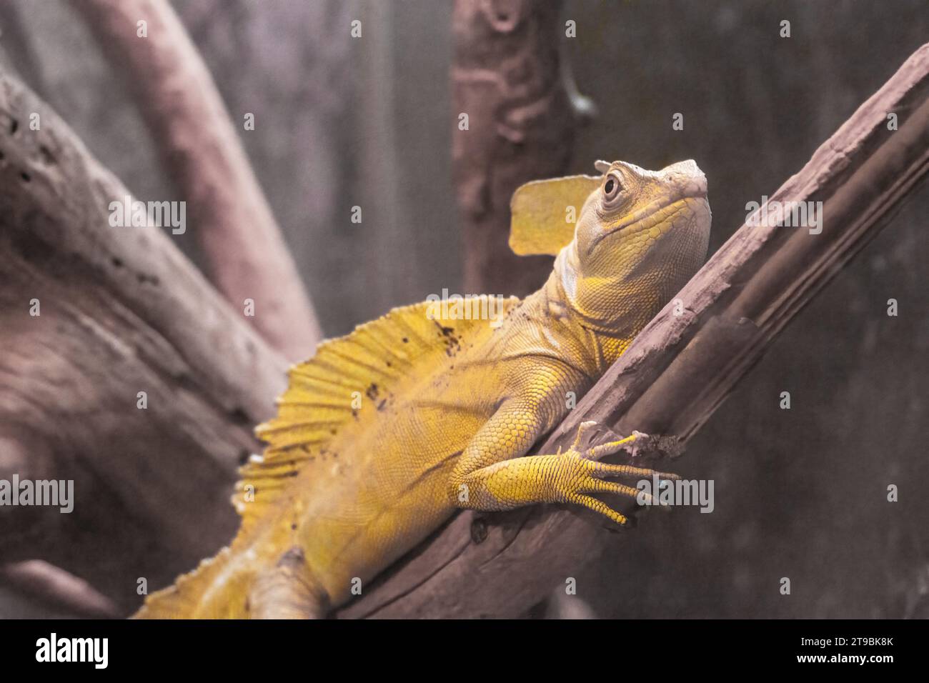 Basilisk Basilisk, Basiliscus basiliscus, gelbfarbene Chamäleon-Eidechse auf trockener Ast-Nahaufnahme. Seltenes südamerikanisches Tier. Stockfoto