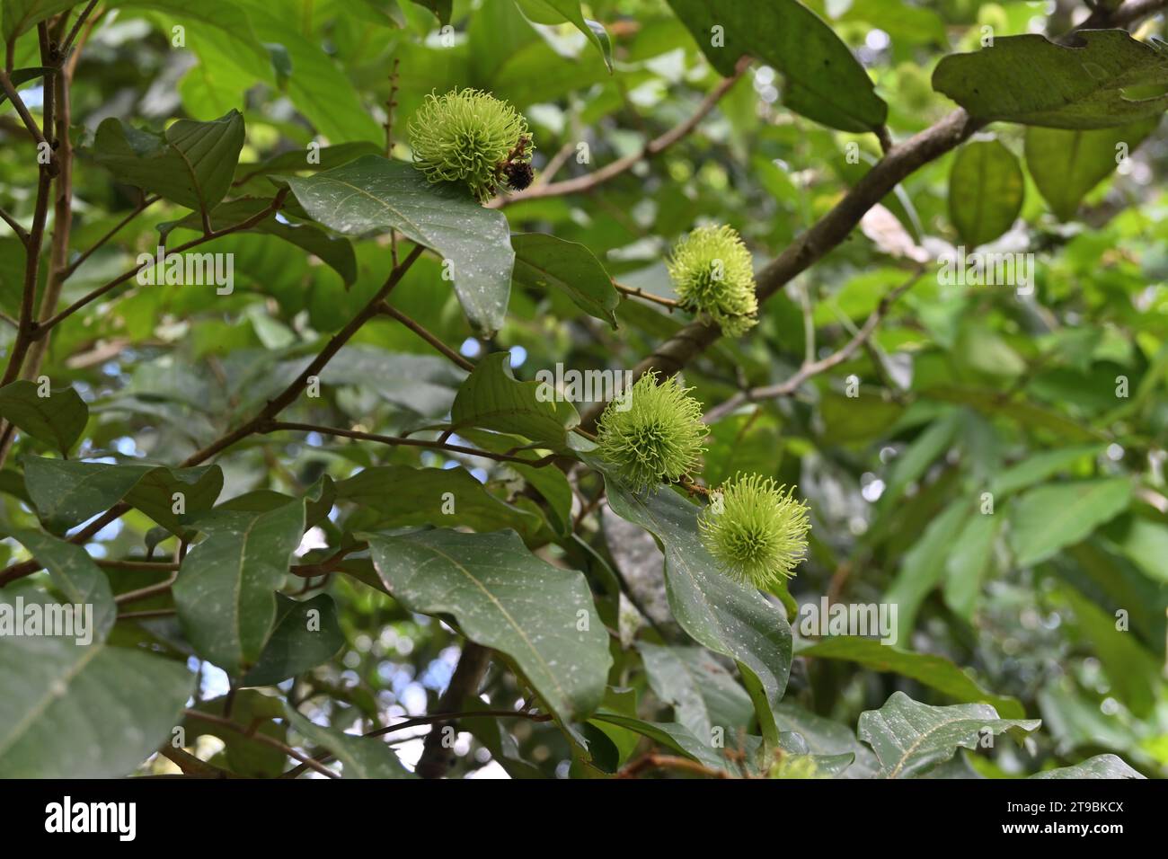 Unreife grüne Rambutanfrüchte entwickeln sich auf einem Rambutanzweig (Nephelium Lappaceum) im Hinterhof Stockfoto