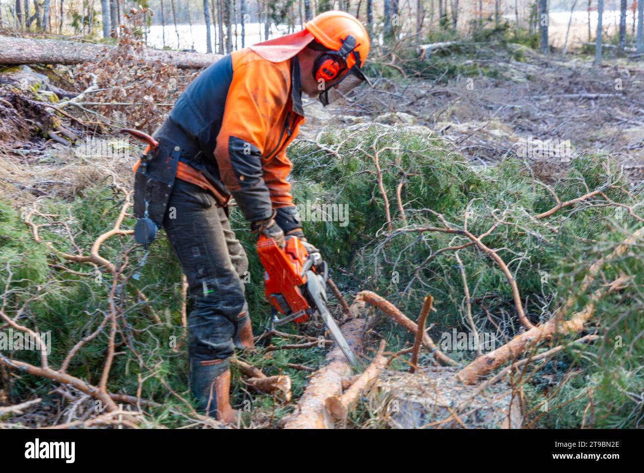 Männlicher Holzfäller, der Baum mit Motorsäge schneidet Stockfoto