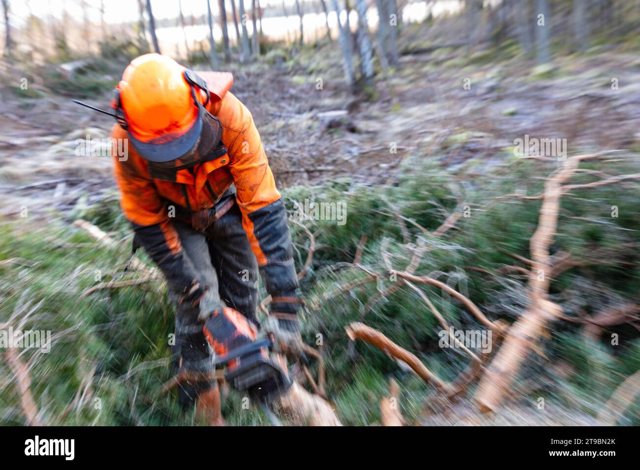 Männlicher Holzfäller, der Baum mit Motorsäge schneidet Stockfoto