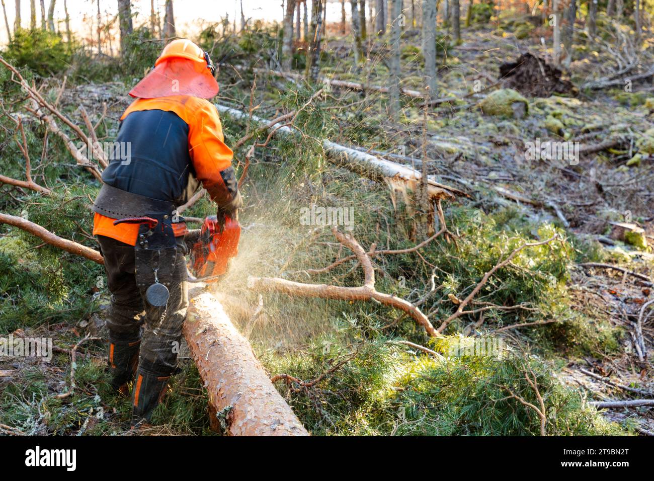 Männlicher Holzfäller, der Baum mit Motorsäge schneidet Stockfoto