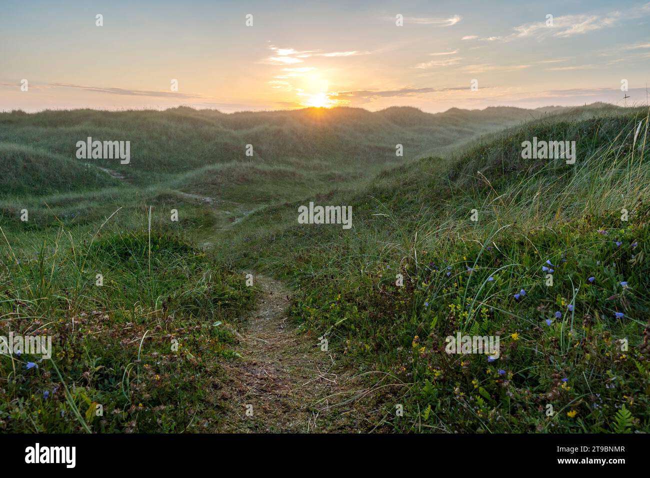 Wanderweg zwischen Blumen, die bei Sonnenuntergang auf der Wiese wachsen Stockfoto