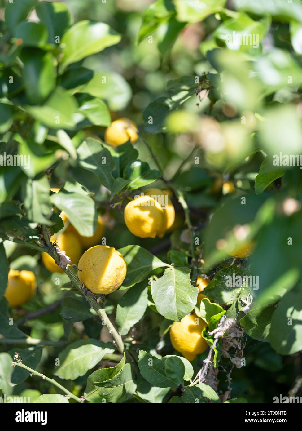 Zitronen auf dem Baum an sonnigen Tagen Stockfoto