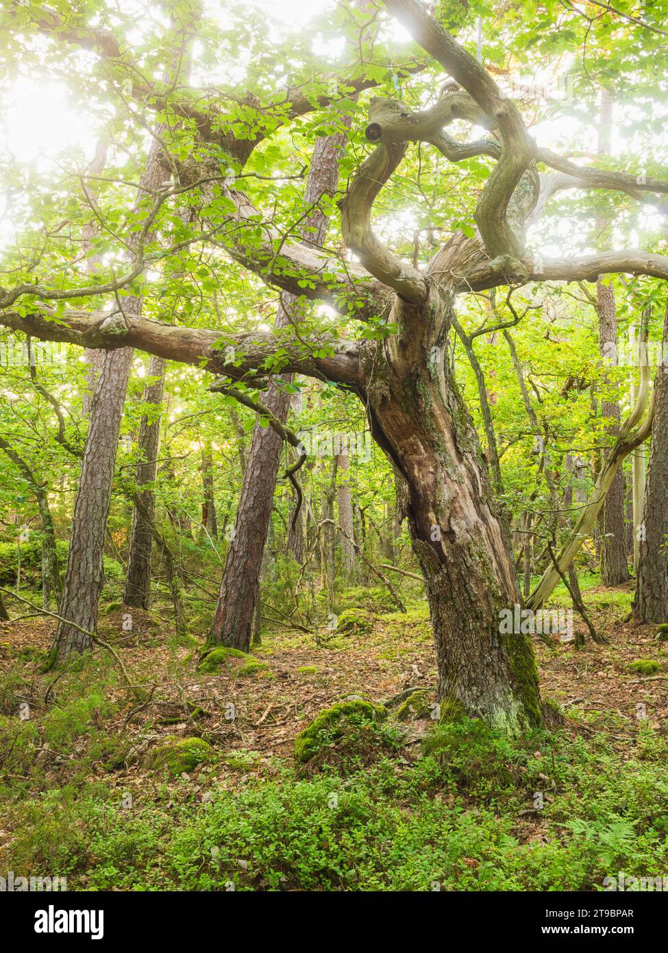 Blick auf den verdrehten Baum im Frühlingswald Stockfoto
