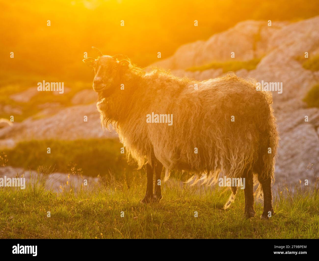 Blick auf Schafe, die auf der Wiese stehen Stockfoto